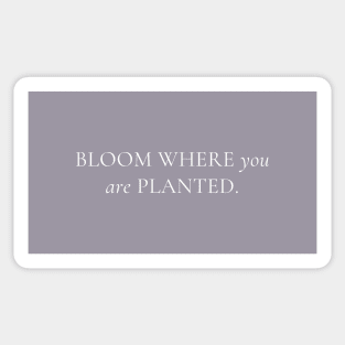 Bloom Where You Are Planted Sticker